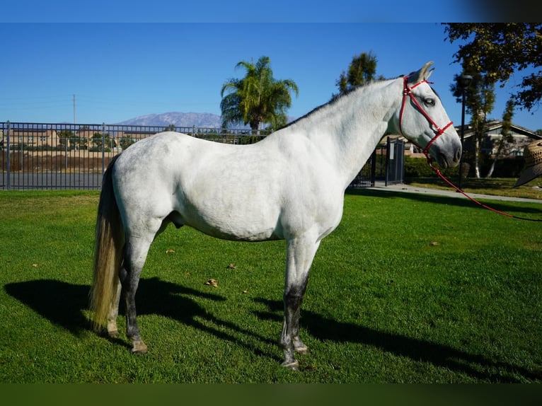 Andalusiër Ruin 8 Jaar 163 cm Wit in Corona, CA