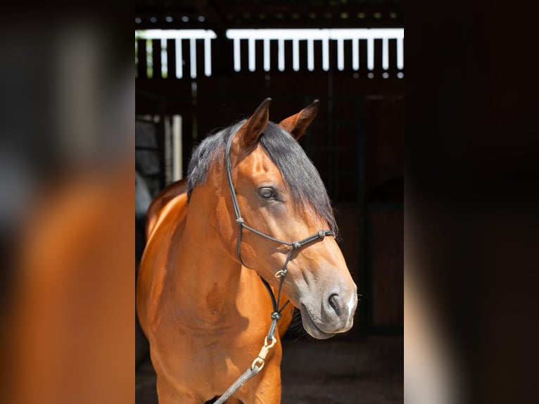 Andalusiër Ruin 8 Jaar 164 cm Bruin in Rheinfelden