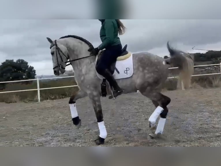 Andalusiër Ruin 8 Jaar 165 cm Appelschimmel in Ermelo