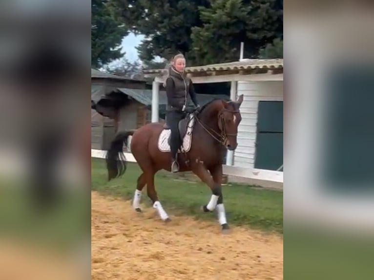 Andalusiër Ruin 8 Jaar 165 cm Bruin in BEAUCAIRE