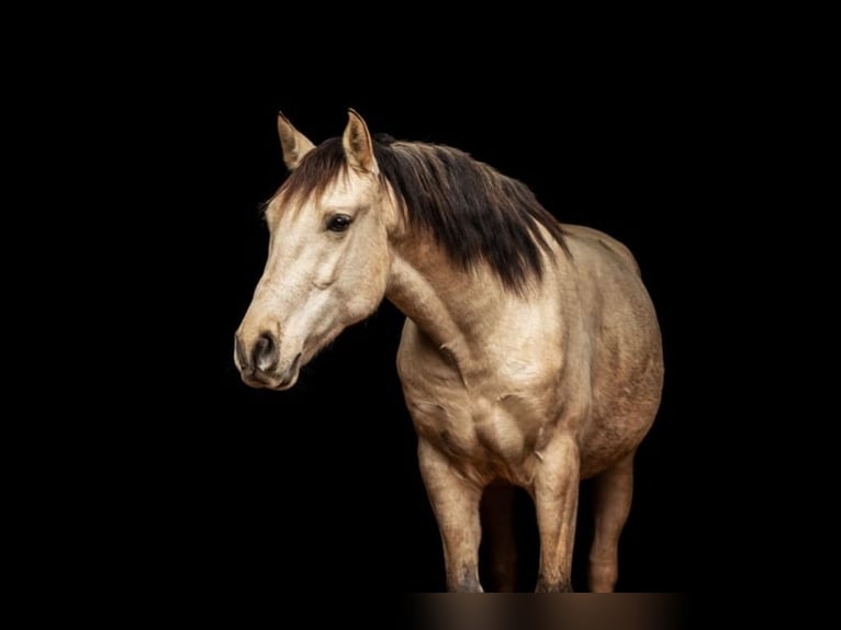 Andalusiër Ruin 8 Jaar 165 cm Buckskin in Rossau