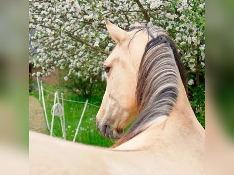 Andalusiër Ruin 8 Jaar 165 cm Buckskin in Rossau