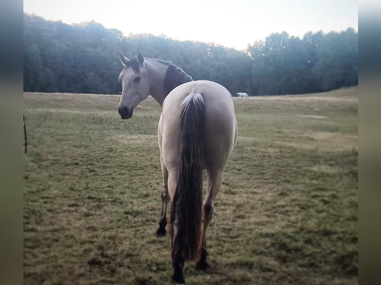 Andalusiër Ruin 8 Jaar 165 cm Buckskin in Striegistal