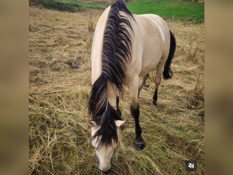 Andalusiër Ruin 8 Jaar 165 cm Buckskin in Striegistal