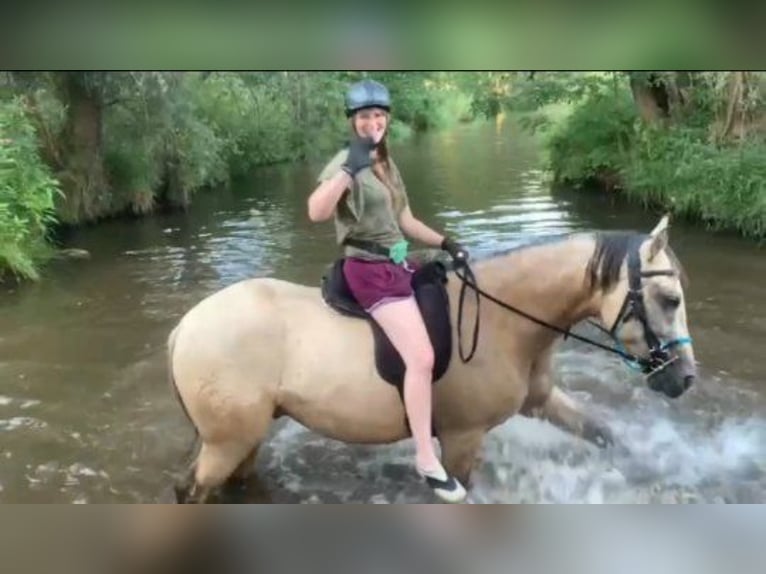 Andalusiër Ruin 8 Jaar 165 cm Buckskin in Striegistal