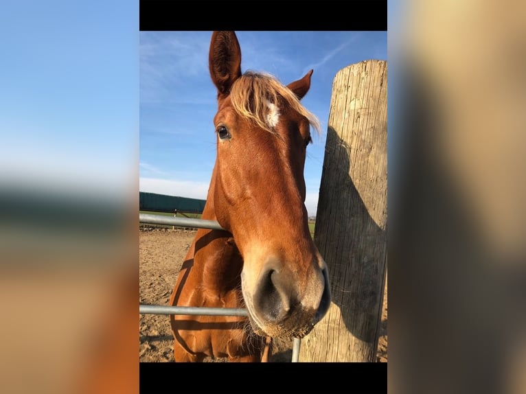 Andalusiër Ruin 8 Jaar 165 cm Vos in Korschenbroich