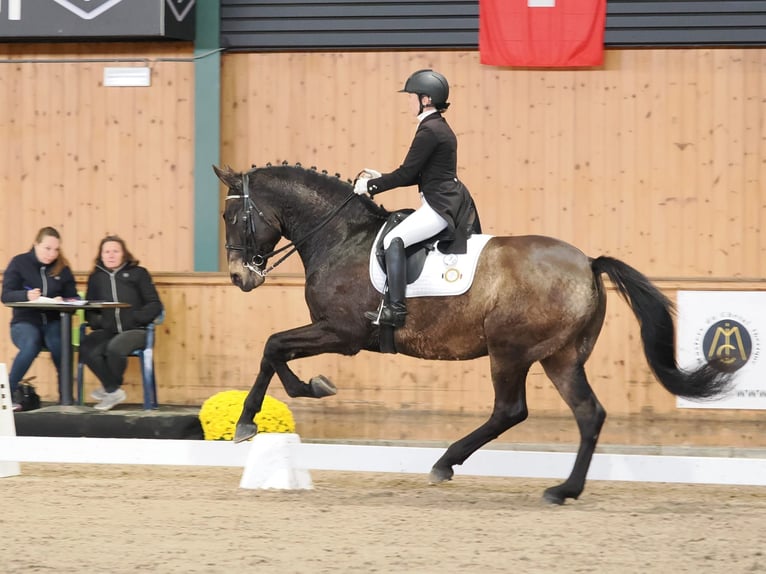 Andalusiër Ruin 8 Jaar 170 cm Buckskin in Milín