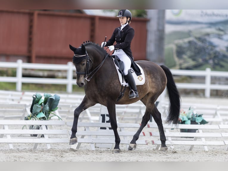 Andalusiër Ruin 8 Jaar 170 cm Buckskin in Milín