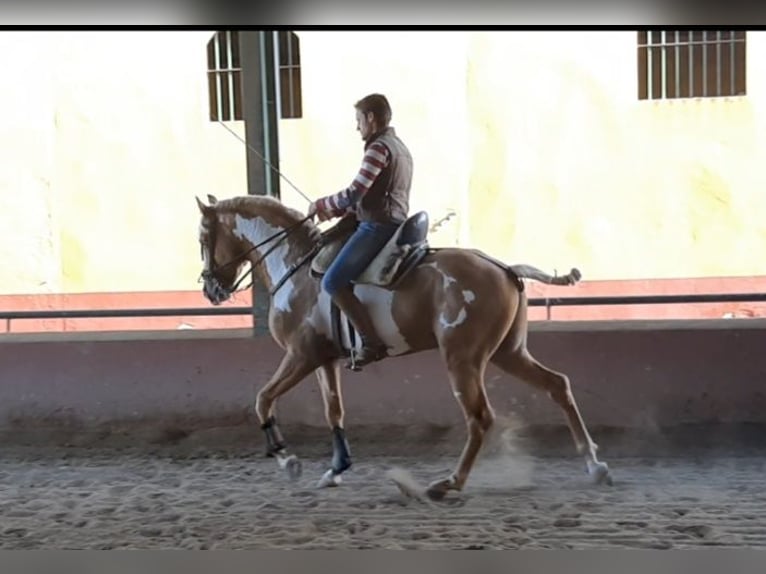 Andalusiër Ruin 8 Jaar in Küssaberg