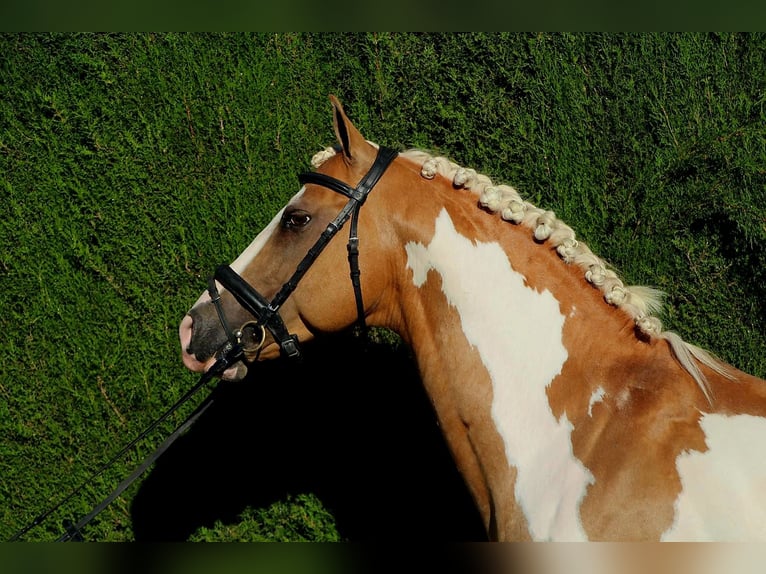 Andalusiër Ruin 8 Jaar in Küssaberg