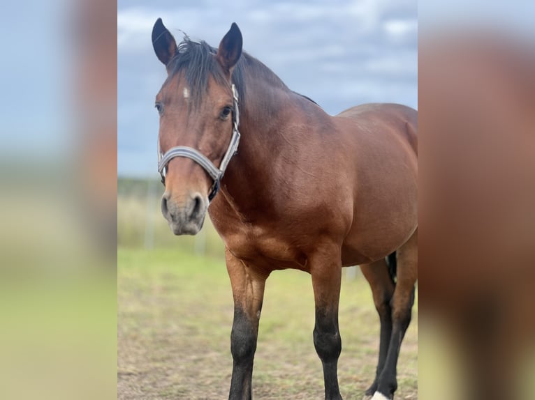 Andalusiër Ruin 9 Jaar 150 cm Bruin in Aachen