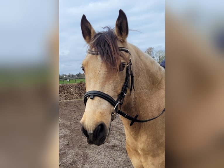 Andalusiër Mix Ruin 9 Jaar 156 cm Falbe in Karlshuld