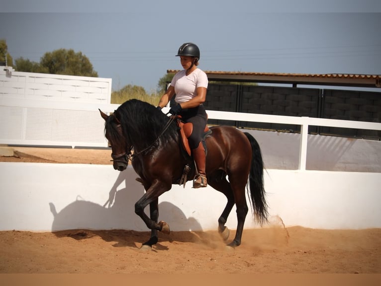 Andalusiër Ruin 9 Jaar 158 cm Bruin in Valencia