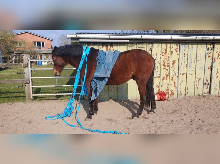 Andalusiër Ruin 9 Jaar 158 cm Bruin in Langwedel