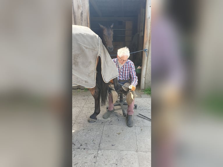 Andalusiër Ruin 9 Jaar 158 cm Bruin in Langwedel