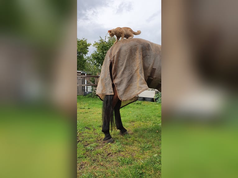 Andalusiër Ruin 9 Jaar 158 cm Bruin in Langwedel