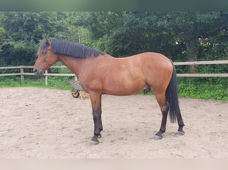 Andalusiër Ruin 9 Jaar 158 cm Bruin in Langwedel