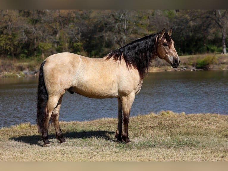 Andalusiër Ruin 9 Jaar 160 cm Buckskin in Forney