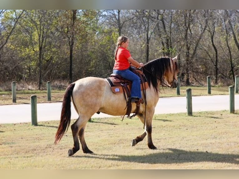 Andalusiër Ruin 9 Jaar 160 cm Buckskin in Forney