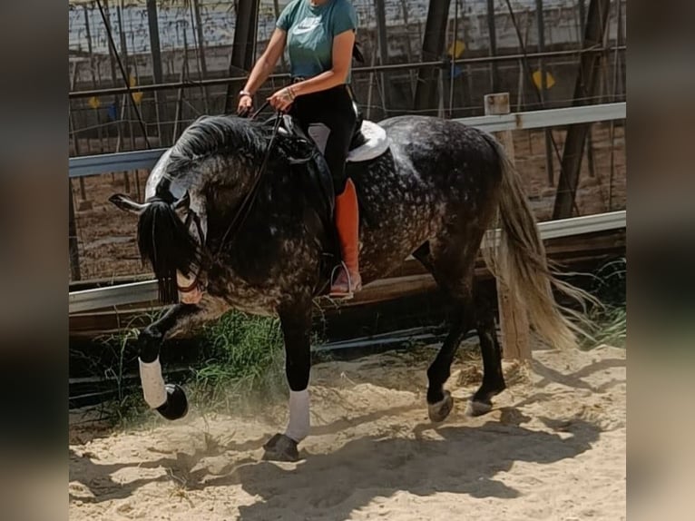 Andalusiër Ruin 9 Jaar 164 cm Appelschimmel in Jerez De Los Caballeros