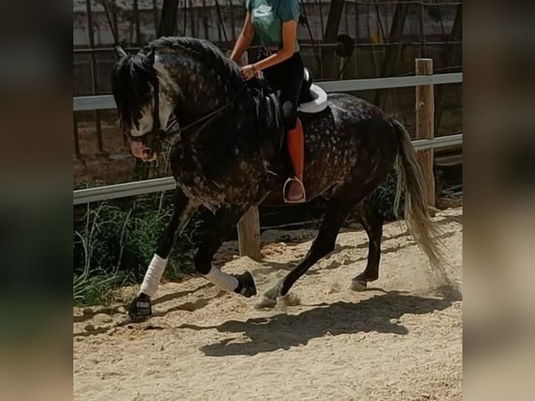 Andalusiër Ruin 9 Jaar 164 cm Appelschimmel in Jerez De Los Caballeros
