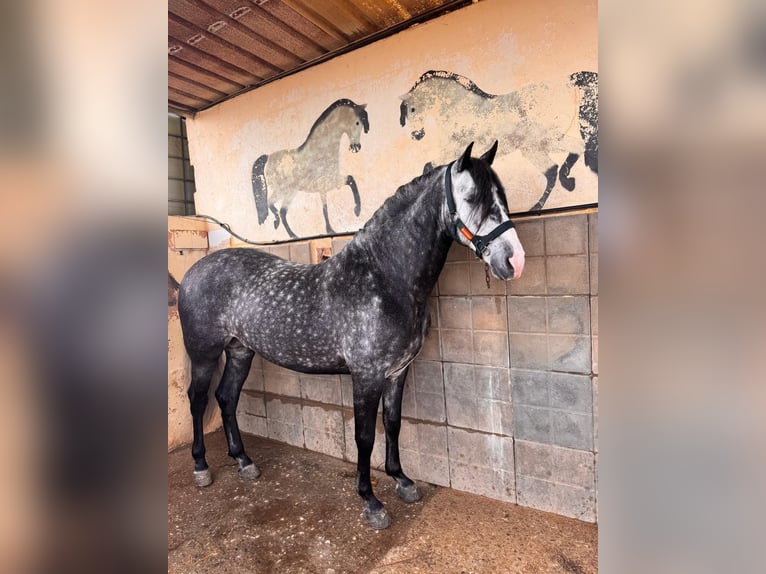 Andalusiër Ruin 9 Jaar 164 cm Appelschimmel in Jerez De Los Caballeros