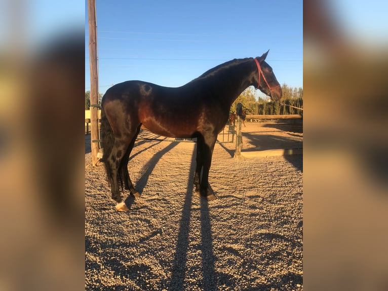 Andalusiër Ruin 9 Jaar 164 cm Donkerbruin in Cazorla