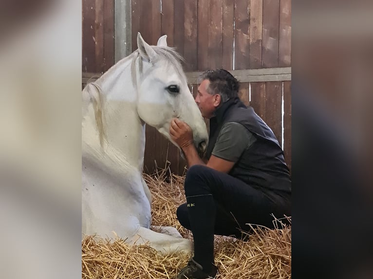 Andalusiër Ruin 9 Jaar 166 cm Schimmel in Mortegliano