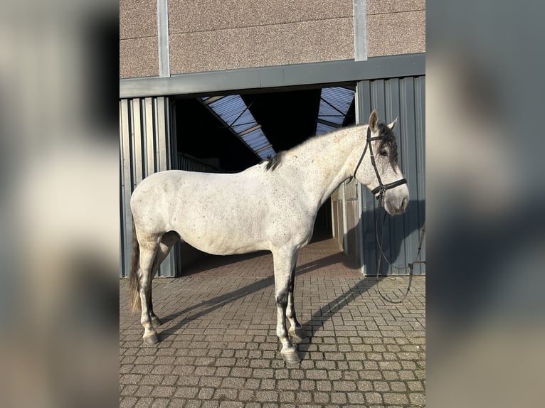 Andalusiër Ruin 9 Jaar 168 cm Vliegenschimmel in Roosendaal