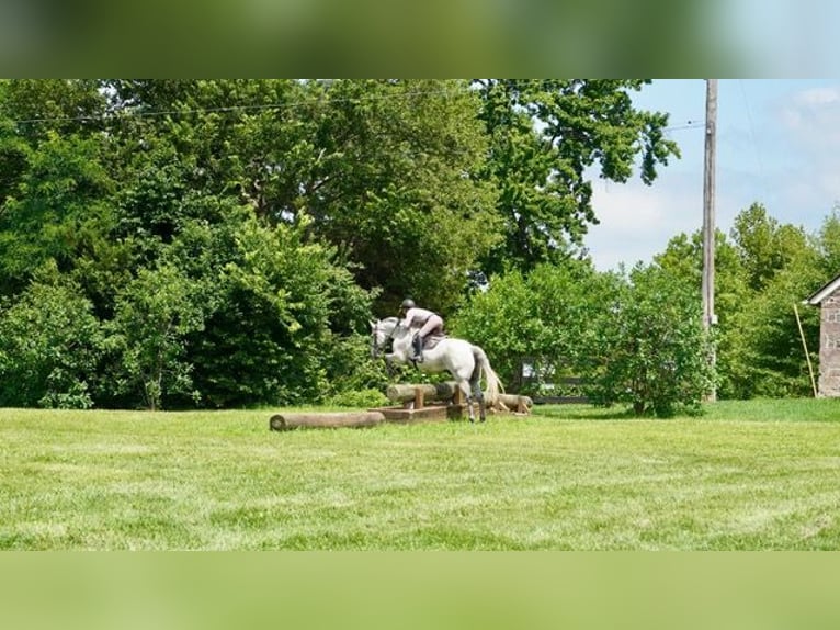 Andalusiër Mix Ruin 9 Jaar Schimmel in Frederick
