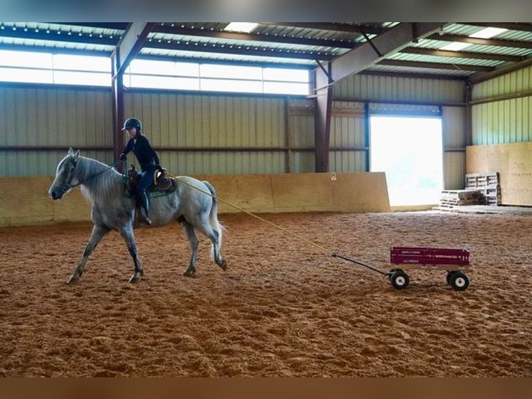Andalusiër Mix Ruin 9 Jaar Schimmel in Frederick
