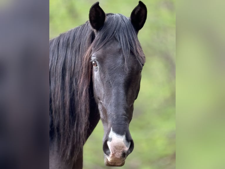 Andalusier Sto 10 år 152 cm Rökfärgad svart in Arnoldstein