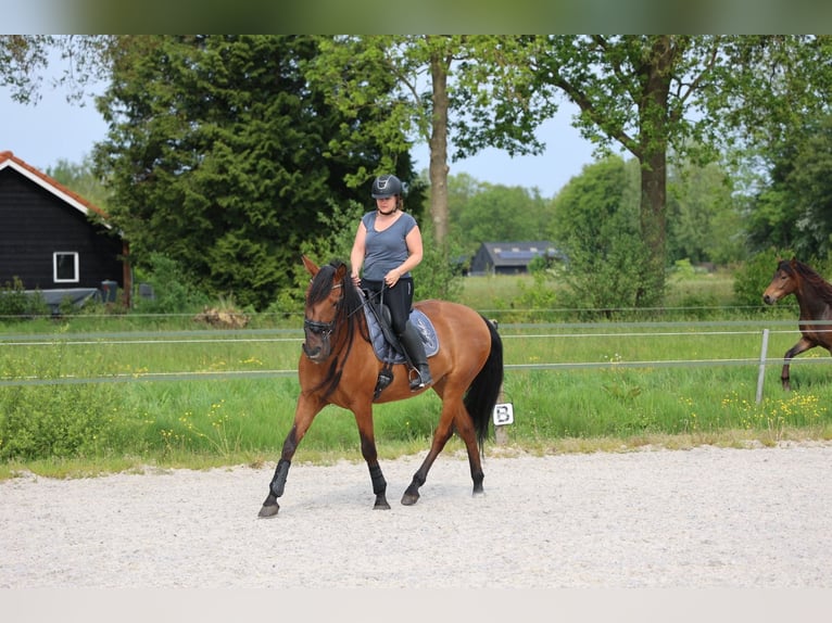 Andalusier Sto 10 år 164 cm Brun in Hemrik