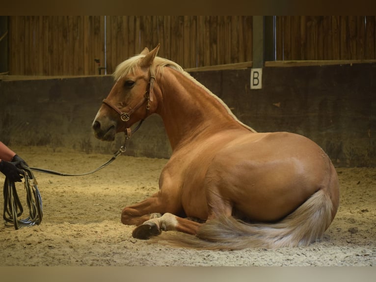 Andalusier Sto 12 år 156 cm Palomino in Assesse