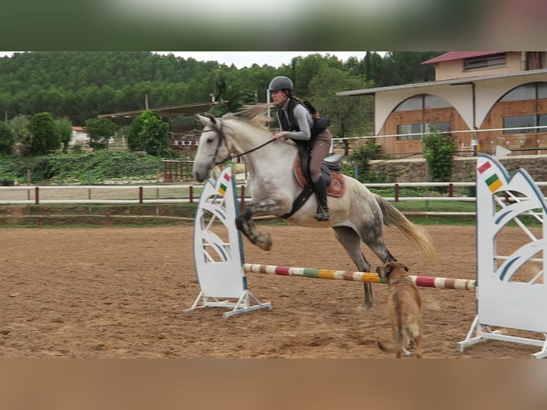 Andalusier Sto 12 år 164 cm Gråskimmel in Lardero