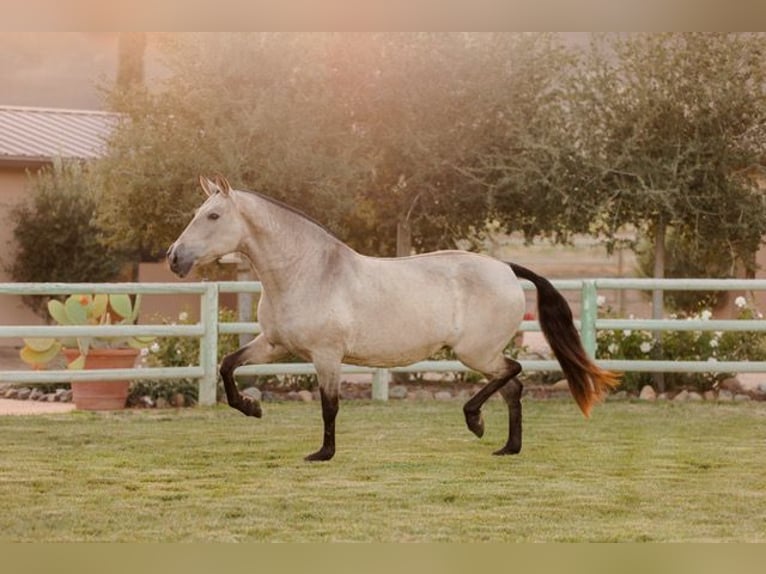 Andalusier Sto 12 år 170 cm Gulbrun in Los Olivos