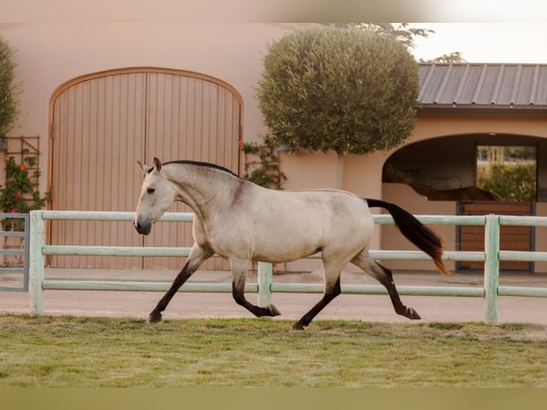 Andalusier Sto 12 år 170 cm Gulbrun in Los Olivos