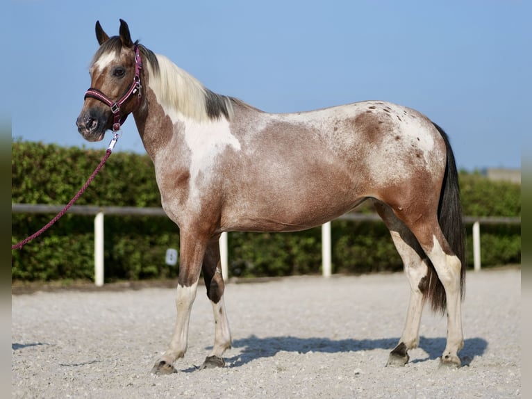 Andalusier Sto 13 år 148 cm Fux med ål in Neustadt (Wied)