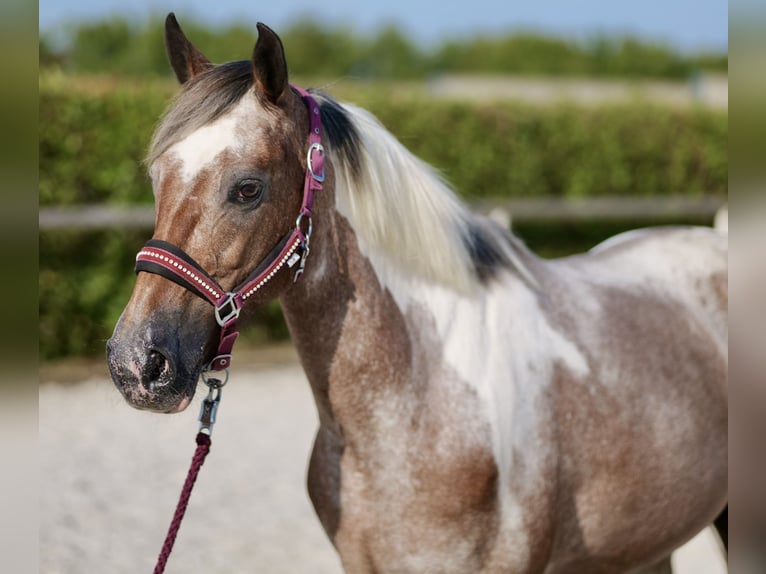 Andalusier Sto 13 år 148 cm Fux med ål in Neustadt (Wied)