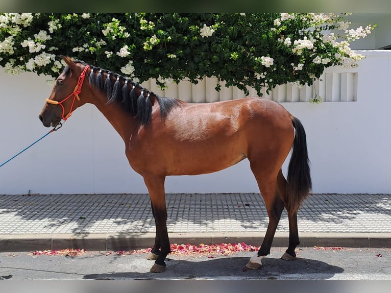 Andalusier Sto 1 år 152 cm in Aachen