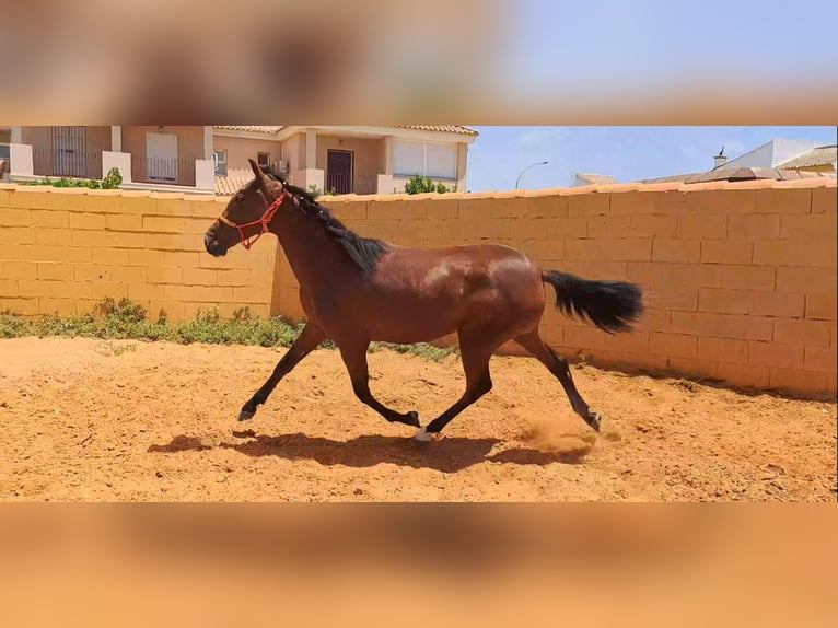 Andalusier Sto 1 år 152 cm in Aachen