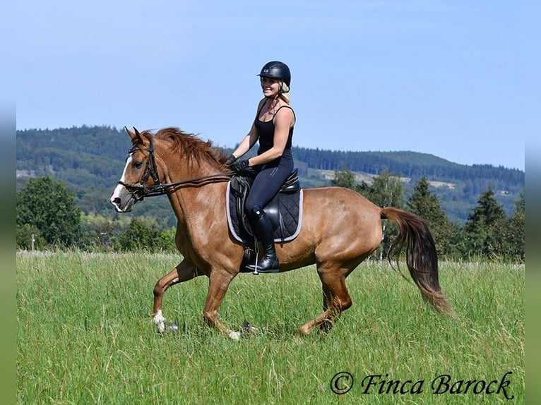 Andalusier Sto 3 år 153 cm fux in Wiebelseheim