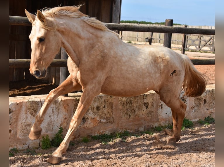 Andalusier Sto 3 år 157 cm Palomino in Mallorca