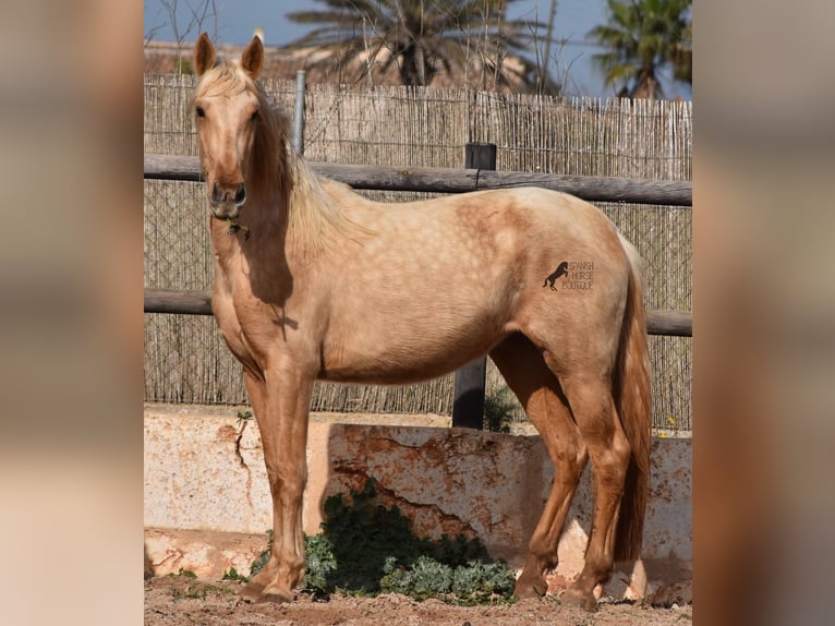 Andalusier Sto 3 år 157 cm Palomino in Mallorca