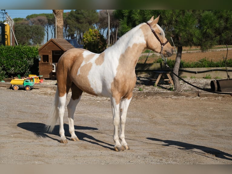 Andalusier Sto 3 år 157 cm Pinto in Hamburg