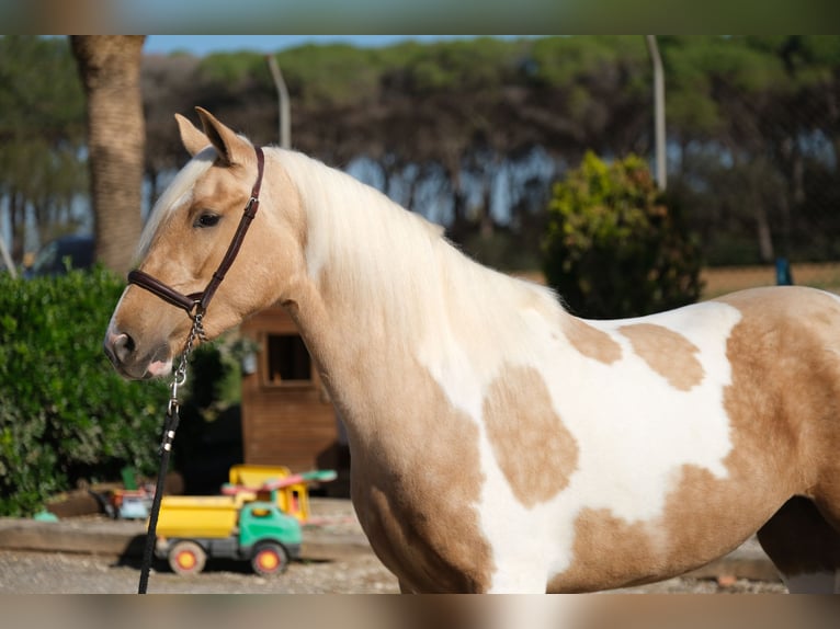 Andalusier Sto 3 år 157 cm Pinto in Hamburg