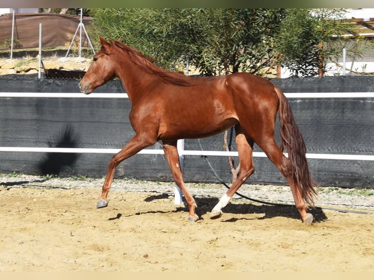 Andalusier Sto 3 år 162 cm fux in Provinz Malaga