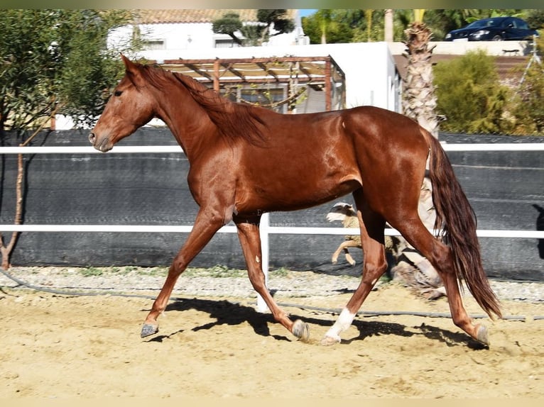 Andalusier Sto 3 år 162 cm fux in Provinz Malaga