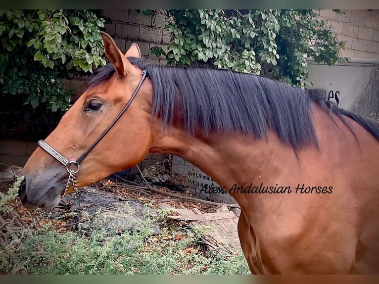 Andalusier Sto 3 år 164 cm Brun in sevilla