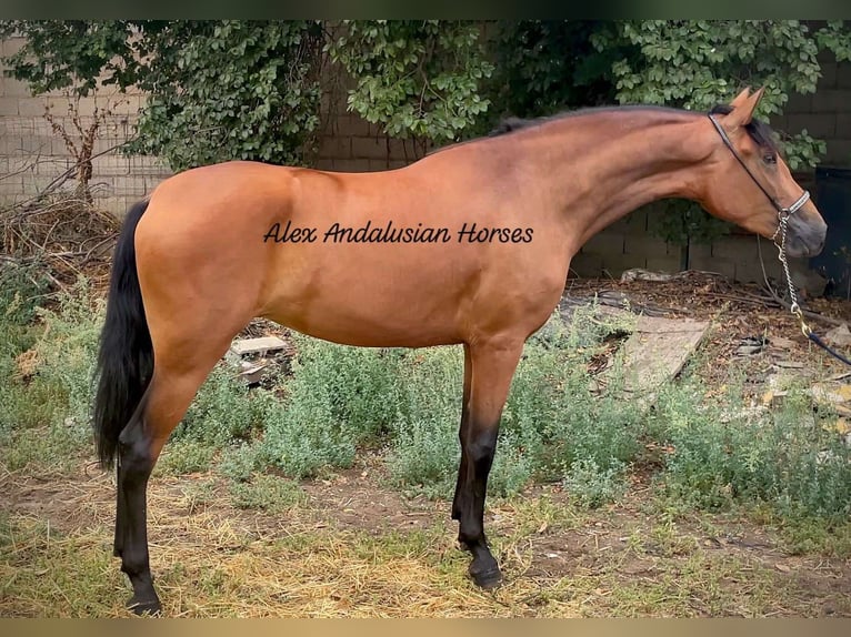 Andalusier Sto 3 år 164 cm Brun in sevilla